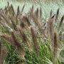 Pennisetum alopecuroides viridesc. GM C5
