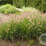 Pennisetum or. 'Flamingo' GM P9