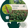 Persicaria amplexicaulis GM P9