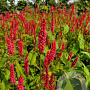 Persicaria a. 'JS Delgado Macho' GM P9