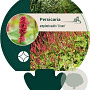 Persicaria a. 'Lisan' GM P9