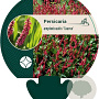 Persicaria a. 'Taurus' GM P9