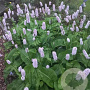 Persicaria bistorta GM P9