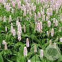 Persicaria bistorta GM P9