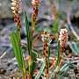 Persicaria vivipara GM P9