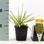 Phalaris arund. 'Picta' GM P9