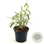 Phlomis fruticosa 'Bourgaei' 25-30 cm 2,0L