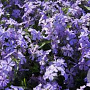 Phlox div. 'Geddington Cross' GM P9