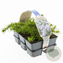 Phlox (S) 'Emerald Cushion Blue' GM sixpack