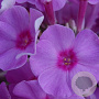 Phlox (P) 'Eva Cullum' GM P9