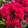 Phlox (P) Flame Watermelon GM P9
