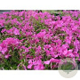 Phlox subulata GM P9