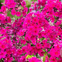 Phlox (P) Sweet Summer Wine GM P9