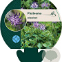 Phyteuma scheuchzeri GM P9