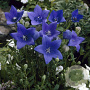 Platycodon grand. 'Astra Blue' GM P9