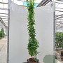 Abeliophyllum distichum 150-175 cm 20L 1 stok