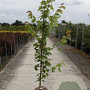 Acer freemanii Autumn Blaze 200-250 cm 20L