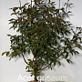 Acer griseum 80-100 cm met kluit