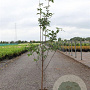 Acer griseum 80-100 cm 5,0L