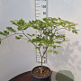 Acer japonicum 'Aconitifolium' 60-80 cm 20L breed