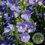 Polemonium caer. 'Bambino Blue' GM P9