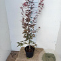 Acer pal. 'Atropurpureum' 80-100 cm 7,5L