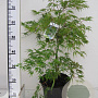 Acer pal. 'Dissectum' 60-80 cm 7,5L