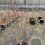 Acer plat. 'Crimson Sentry' 125-150 cm 15L