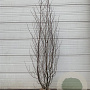 Alnus glutinosa 200-250 cm met kluit solitair