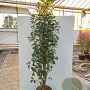 Amelanchier aln. 'Obelisk' 125-150 cm 20L