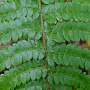 Polystichum braunii GM P9