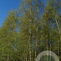 Betula pendula 400-450 cm met kluit solitair