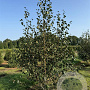 Betula utilis 'Doorenbos' 175-200 cm met kluit solitair