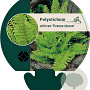Polystichum set. 'Plumoso-densum' GM P9