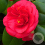 Camellia j. 'Curly Lady' 60-80 cm met kluit
