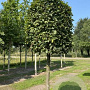 Carpinus betulus 150 cm stam draadkluit blok