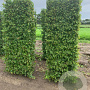 Carpinus betulus 225x60x40 draadkluit haagelement