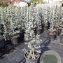 Cedrus atl. 'Glauca' 150-175 cm met kluit