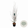 Cercidiphyllum japonicum 100-125 cm met kluit