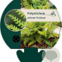 Polystichum set. 'Proliferum' GM P9
