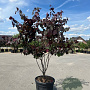 Cercis can. 'Forest Pansy' 250-300 cm 50L