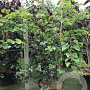 Cercis siliquastrum 175-200 cm cont. 80L