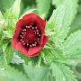 Potentilla 'Flamboyant' GM P9