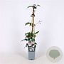 Clematis mont. 'Superba' 70 cm 2,0L