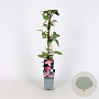 Clematis mont. 'Tetrarose' 70 cm 2,0L