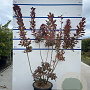 Cotinus cog. 'Royal Purple' 100-125 cm 20L