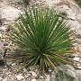 Dasylirion leiophyllum 80-100 cm 35L