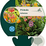 Primula bulleesiana GM P9
