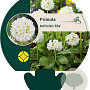 Primula dent. 'Alba' GM P9