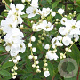 Exochorda mix 70 cm 2,0L